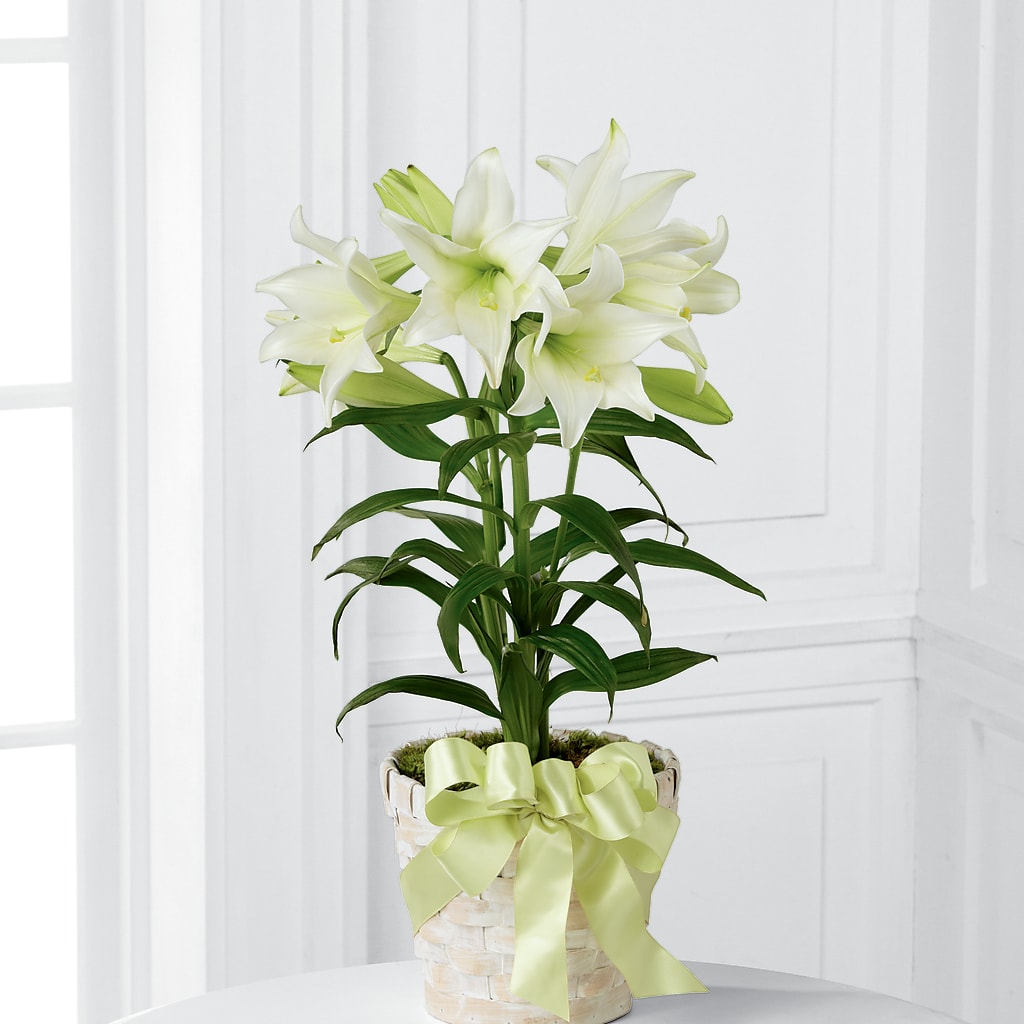 Easter Lily Plant – BELLE FLEURS & DESSINS, Lexington KY