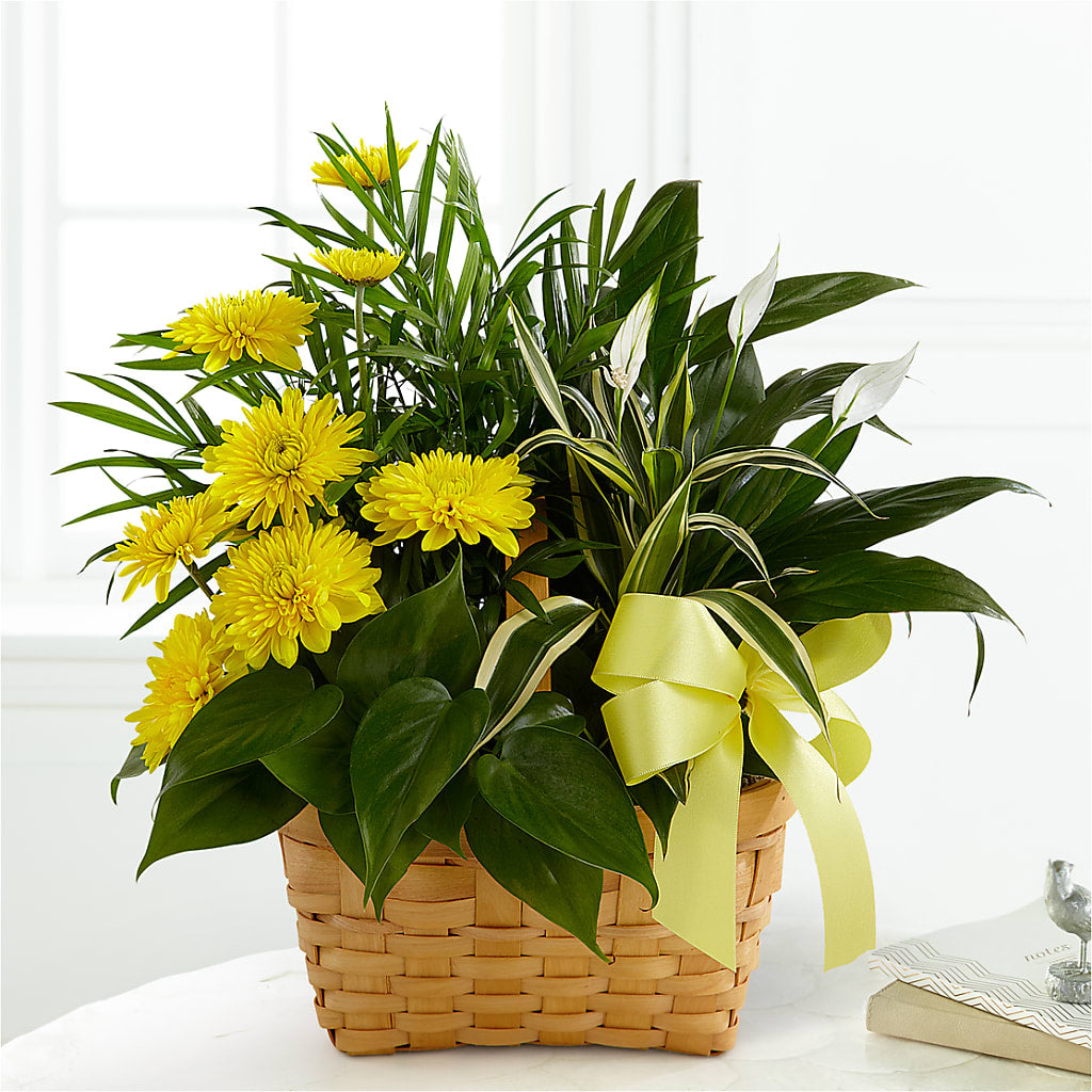 Loving Light Dishgarden – BELLE FLEURS & DESSINS, Lexington KY