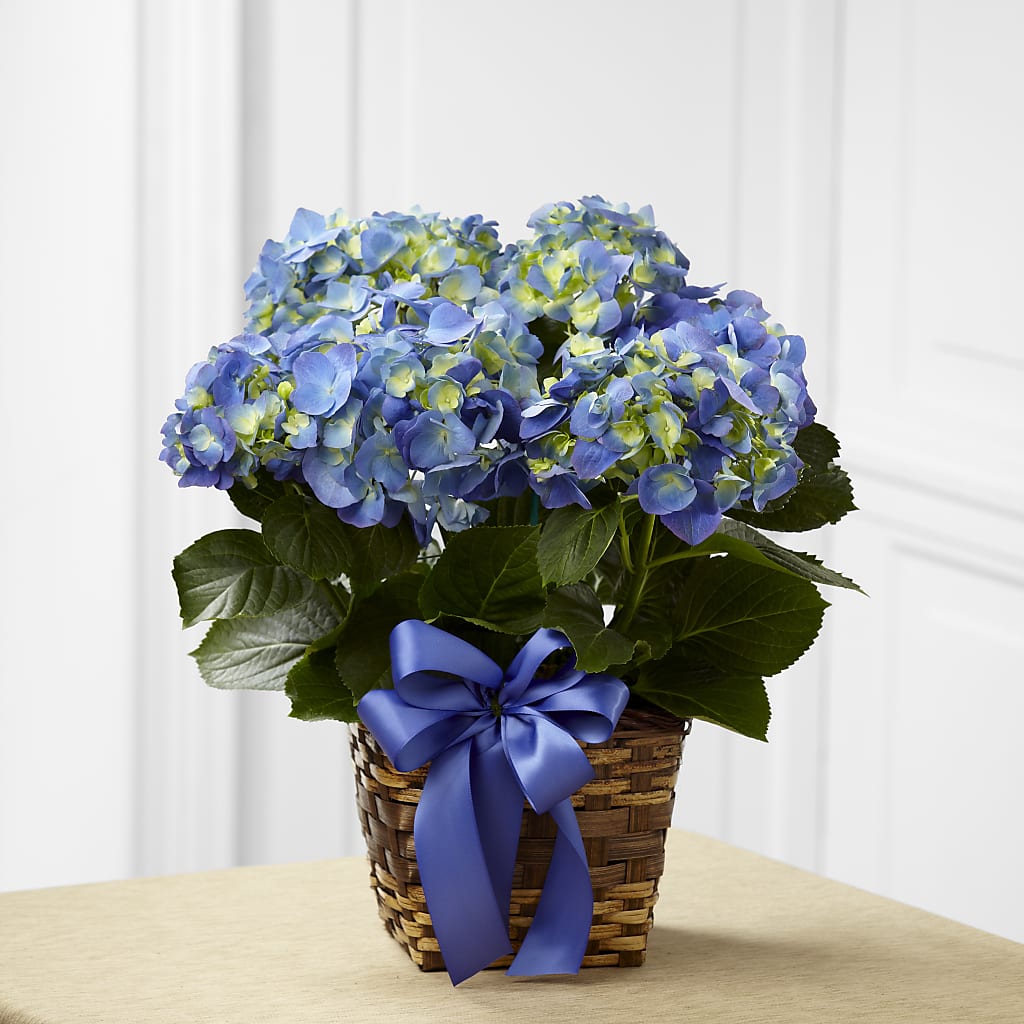 Blue Hydrangea Planter – BELLE FLEURS & DESSINS, Lexington KY