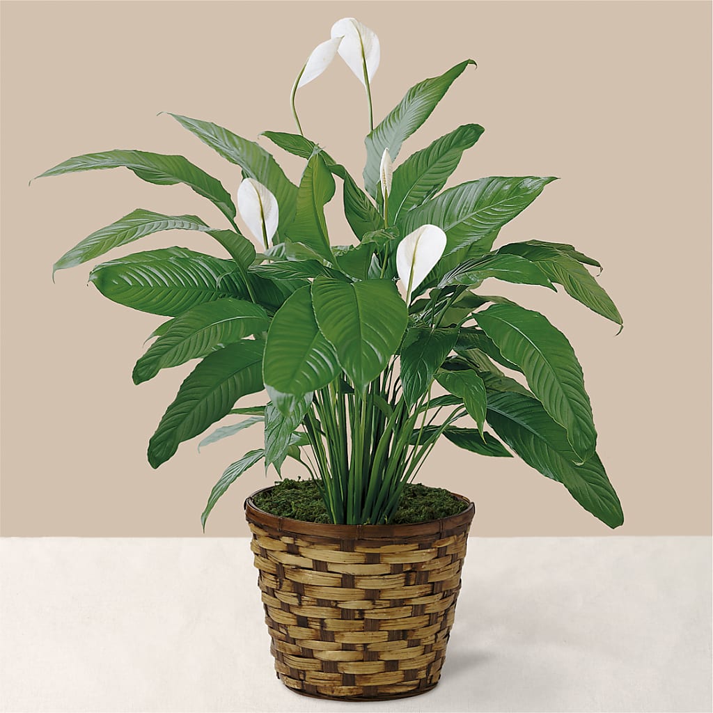 Tranquil Moments Peace Lily Plant – BELLE FLEURS & DESSINS, Lexington KY