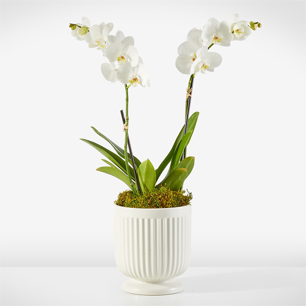 Whispering White Orchid – BELLE FLEURS & DESSINS, Lexington KY