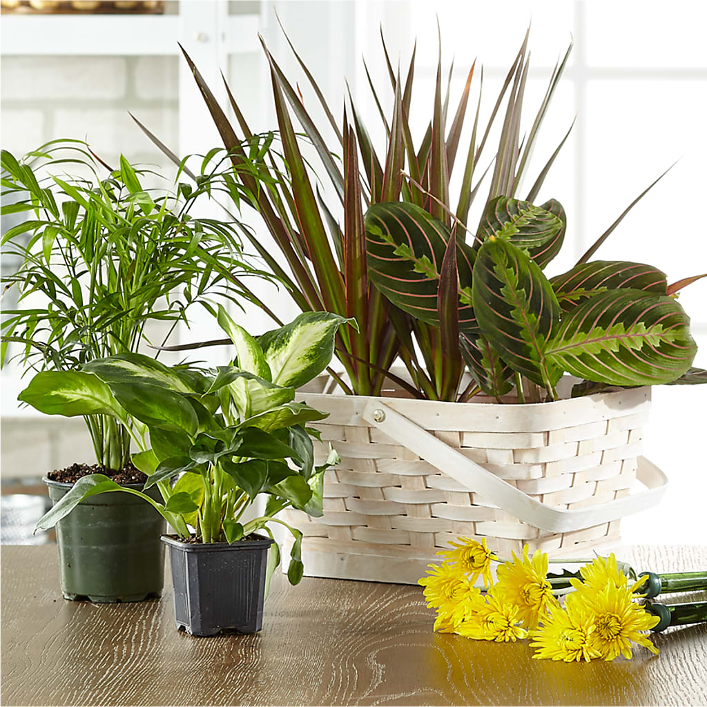 Florist Designed Blooming and Green Plants in a Basket – BELLE FLEURS & DESSINS, Lexington KY