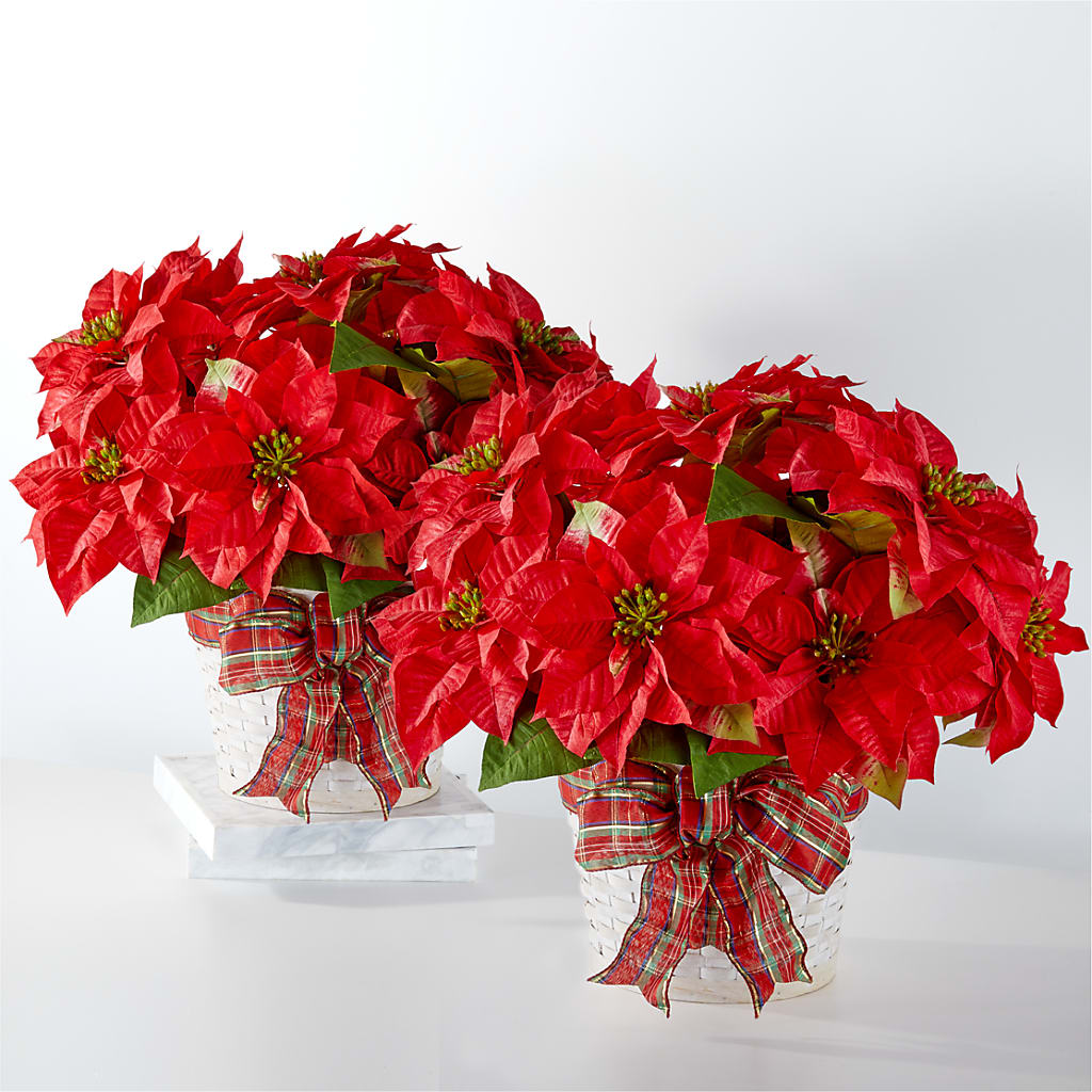 Happiest Holidays Poinsettia Bundle – BELLE FLEURS & DESSINS, Lexington KY