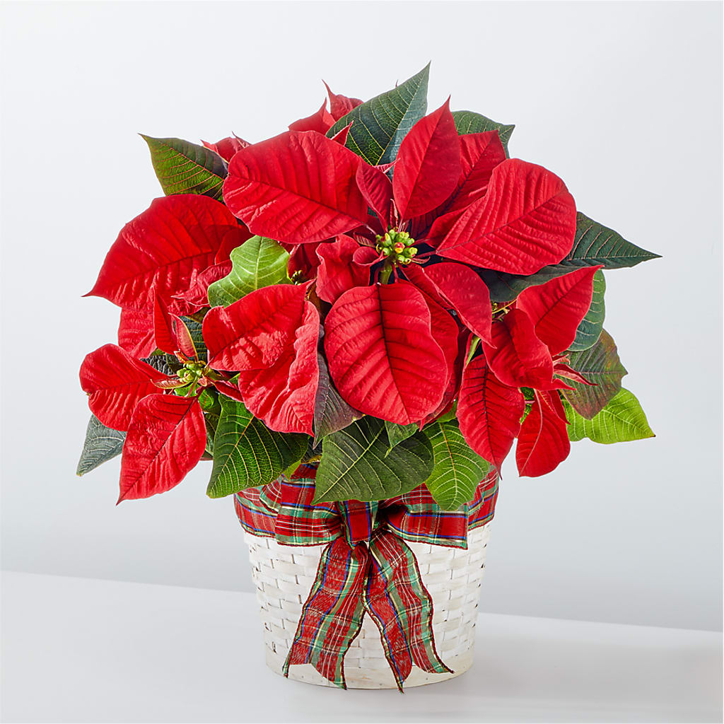 Happiest Holidays Poinsettia – BELLE FLEURS & DESSINS, Lexington KY