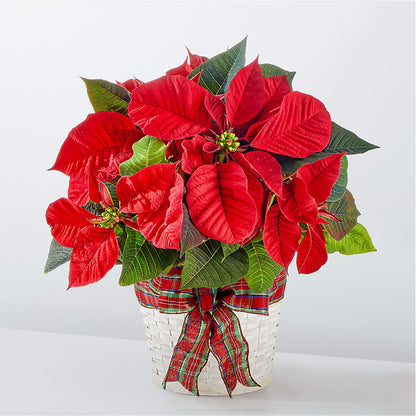 Happiest Holidays Poinsettia – BELLE FLEURS & DESSINS, Lexington KY