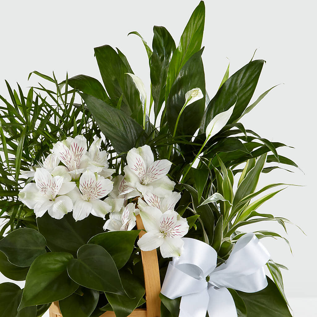 Peace & Serenity Dishgarden – BELLE FLEURS & DESSINS, Lexington KY