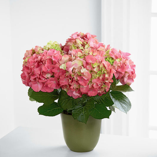 Pink Hydrangea Planter – BELLE FLEURS & DESSINS, Lexington KY