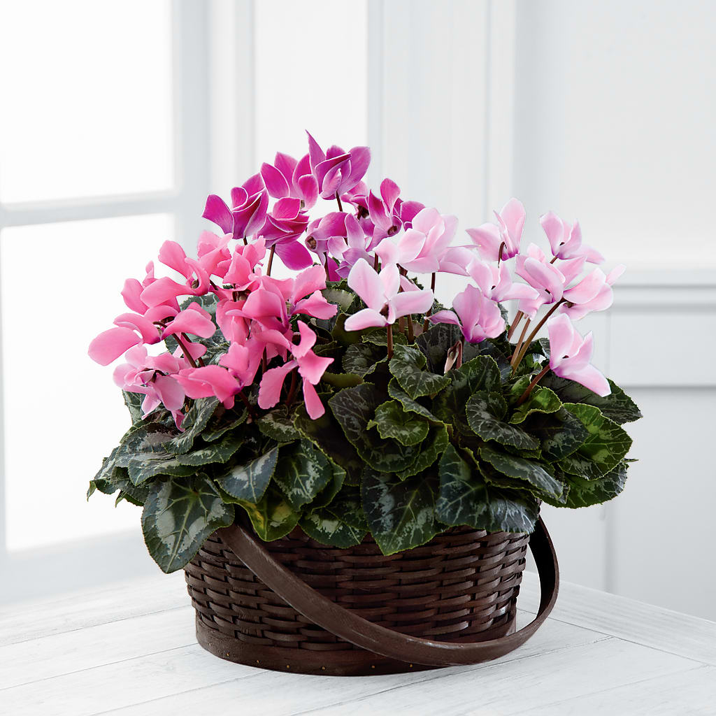 Mixed Cyclamen Planter – BELLE FLEURS & DESSINS, Lexington KY