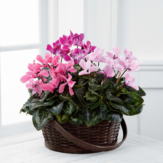 Mixed Cyclamen Planter – BELLE FLEURS & DESSINS, Lexington KY