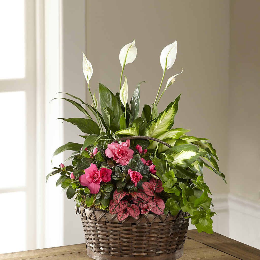 Dream in Pink Dishgarden – BELLE FLEURS & DESSINS, Lexington KY