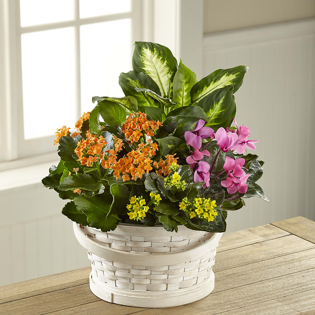 Color Crush Dishgarden – BELLE FLEURS & DESSINS, Lexington KY