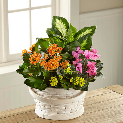 Color Crush Dishgarden – BELLE FLEURS & DESSINS, Lexington KY