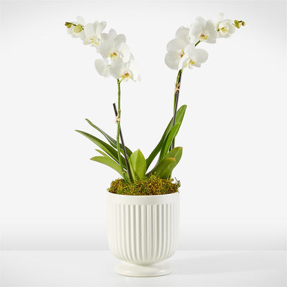 Whispering White Orchid – BELLE FLEURS & DESSINS, Lexington KY