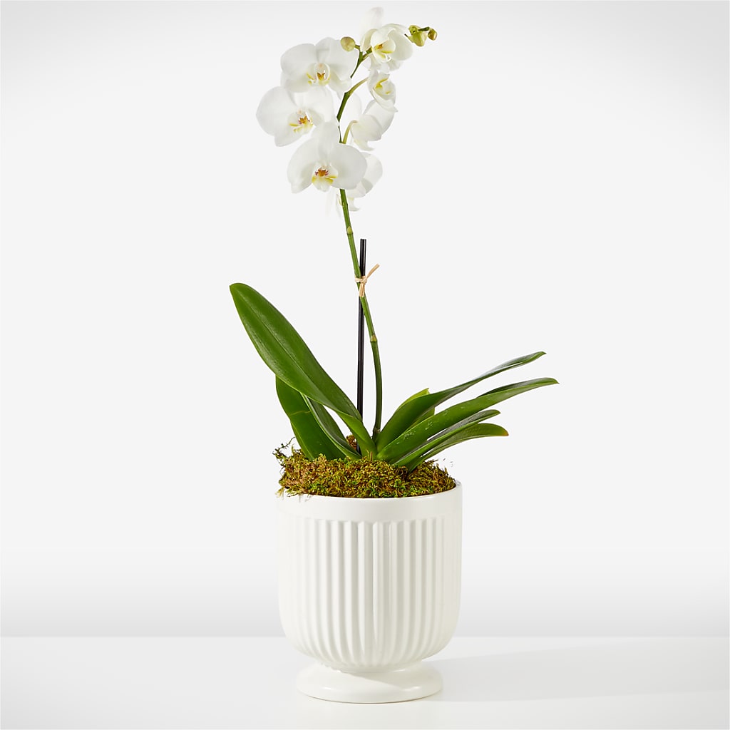Whispering White Orchid – BELLE FLEURS & DESSINS, Lexington KY