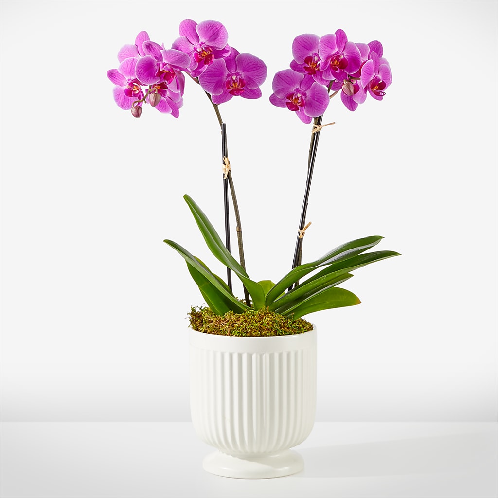 Friendly Fuchsia Orchid – BELLE FLEURS & DESSINS, Lexington KY
