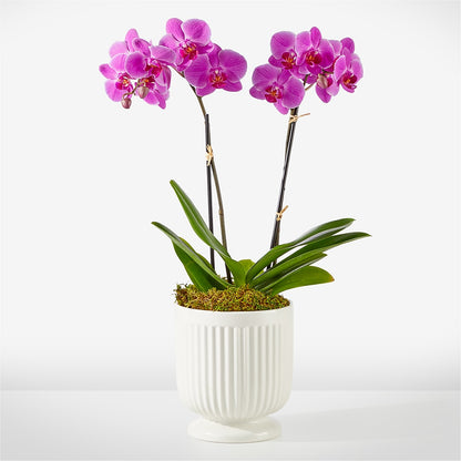 Friendly Fuchsia Orchid – BELLE FLEURS & DESSINS, Lexington KY