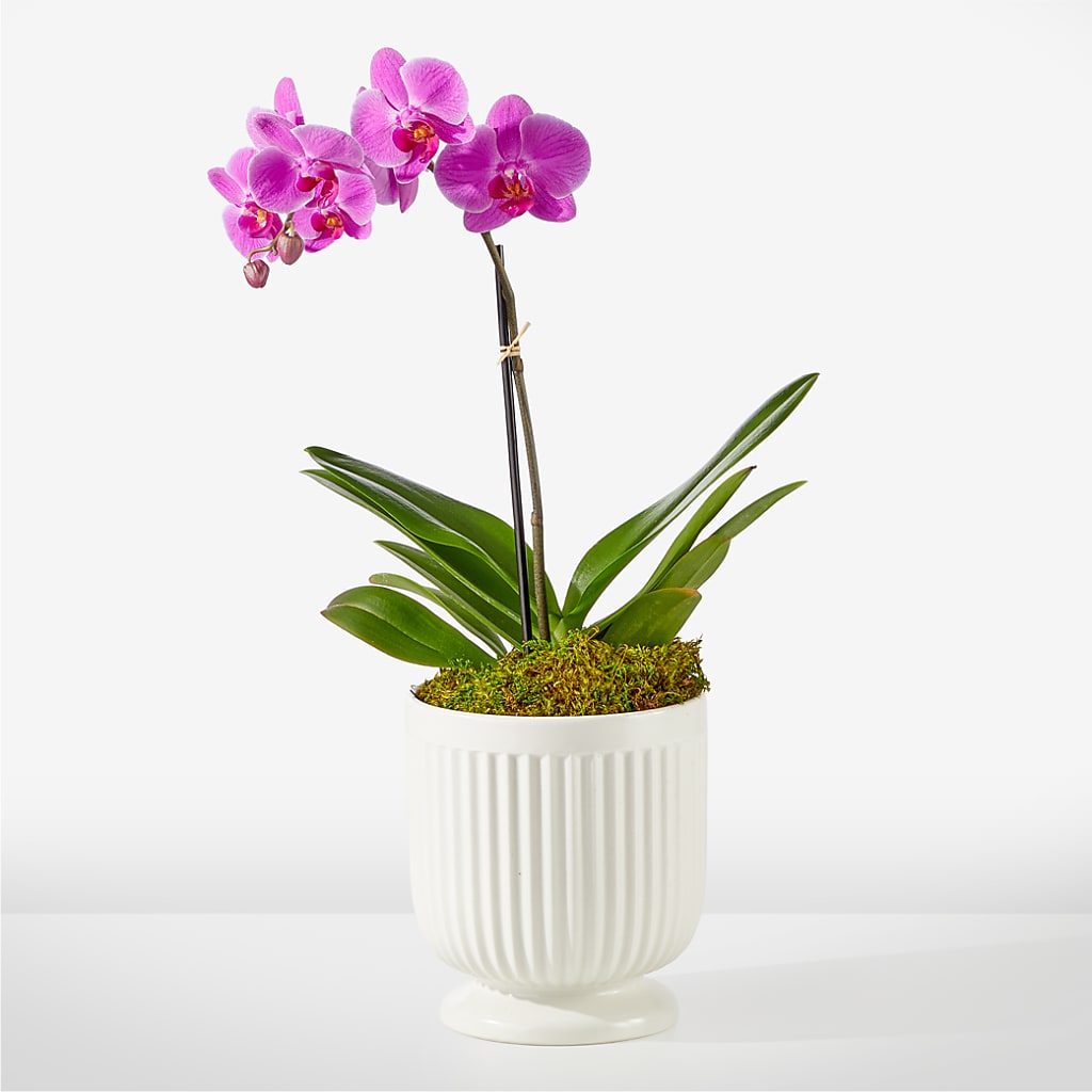 Friendly Fuchsia Orchid – BELLE FLEURS & DESSINS, Lexington KY