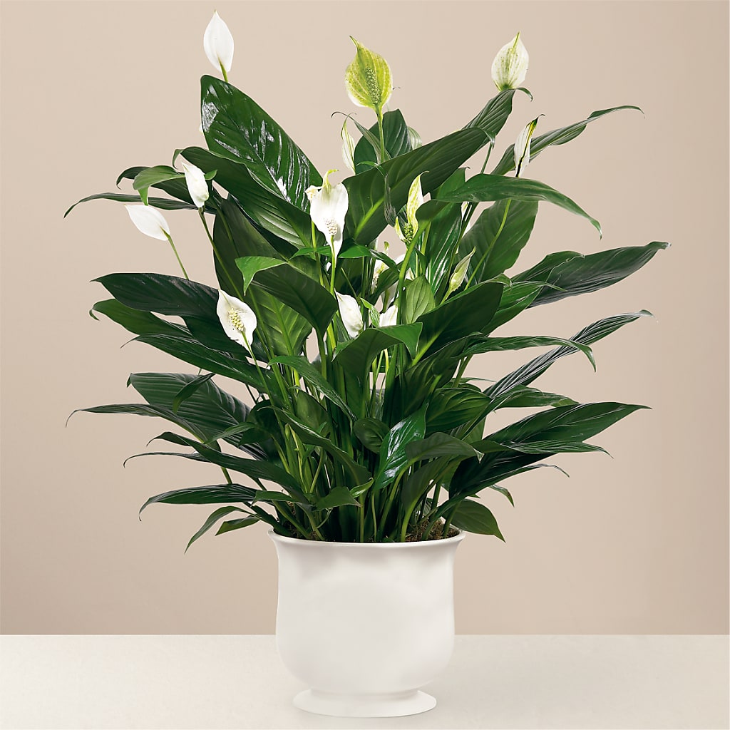 Comfort Planter – BELLE FLEURS & DESSINS, Lexington KY