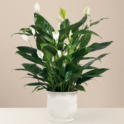 Comfort Planter – BELLE FLEURS & DESSINS, Lexington KY
