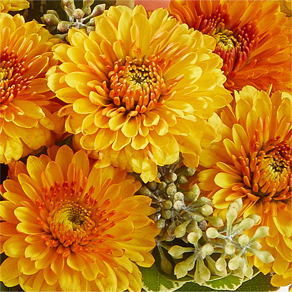 Peachy Pumpkin – BELLE FLEURS & DESSINS, Lexington KY