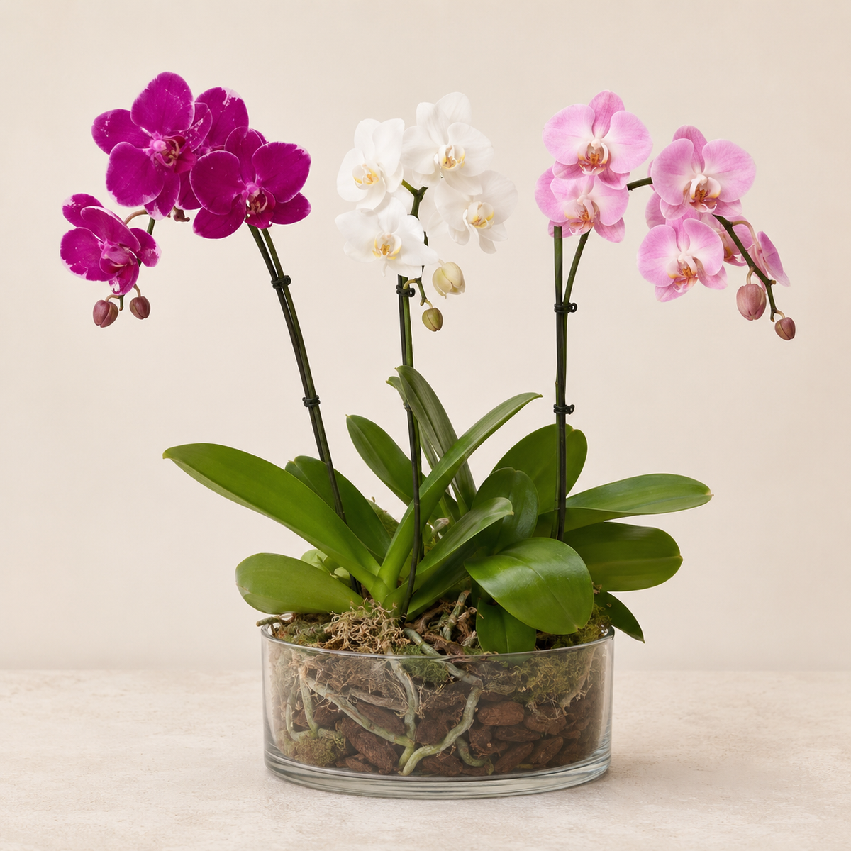 Orchid Harmony – BELLE FLEURS & DESSINS, Lexington KY