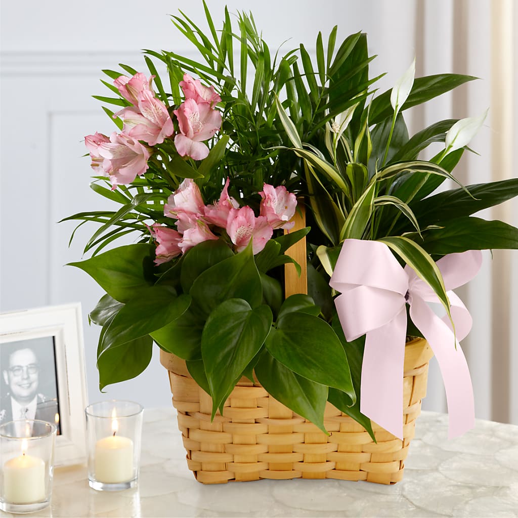 Living Spirit Dishgarden – BELLE FLEURS & DESSINS, Lexington KY