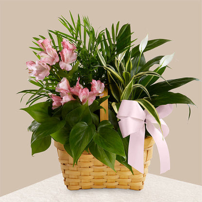 Living Spirit Dishgarden – BELLE FLEURS & DESSINS, Lexington KY
