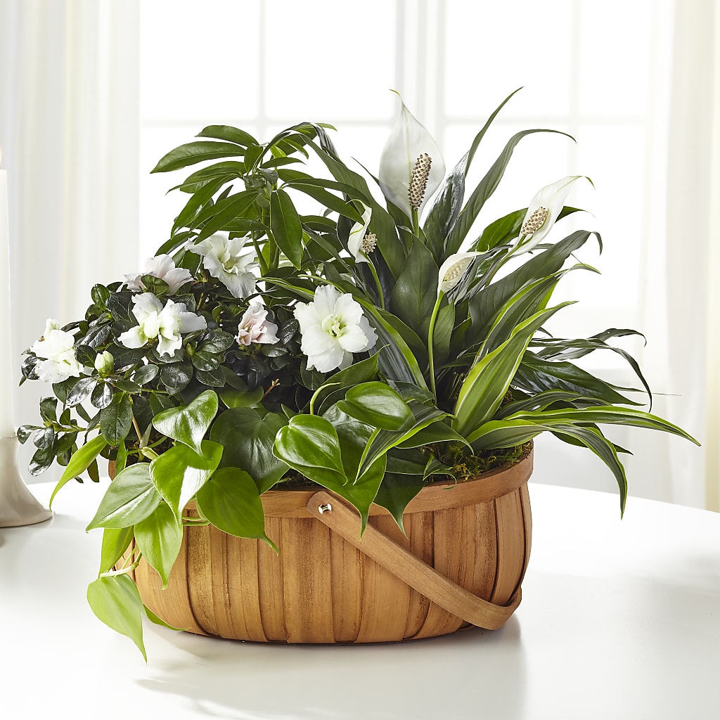 Serene Dishgarden – BELLE FLEURS & DESSINS, Lexington KY