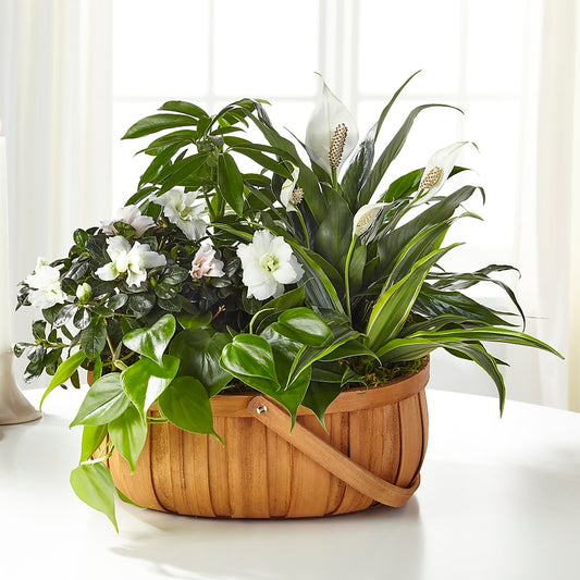 Serene Dishgarden – BELLE FLEURS & DESSINS, Lexington KY