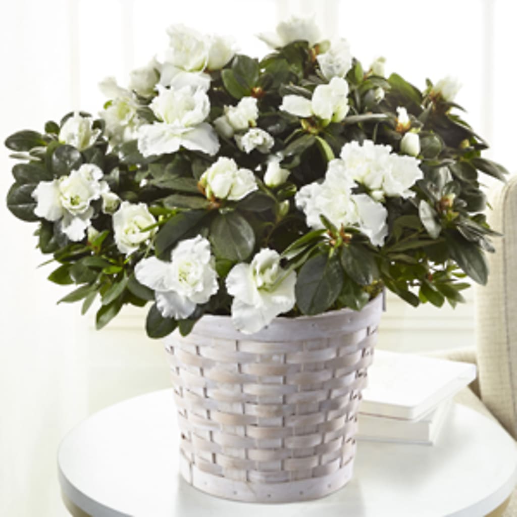 White Azalea Plant – BELLE FLEURS & DESSINS, Lexington KY