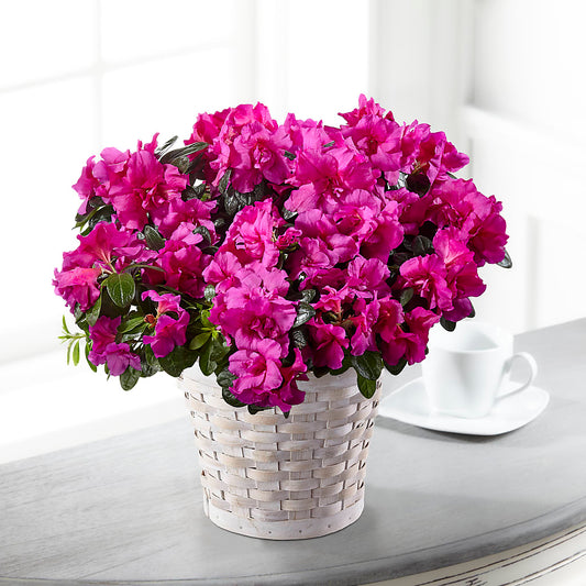Hope & Serenity Azalea Plant – BELLE FLEURS & DESSINS, Lexington KY