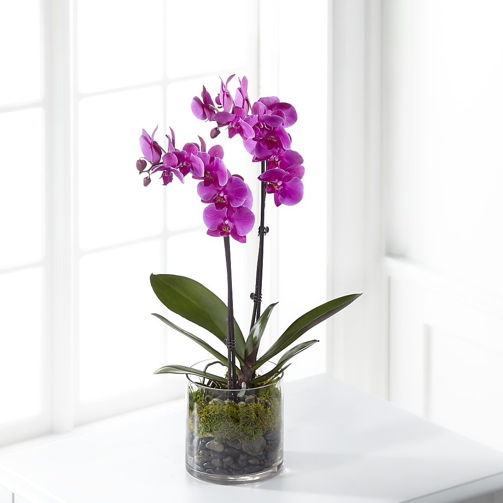 Pink Orchid Plant – BELLE FLEURS & DESSINS, Lexington KY