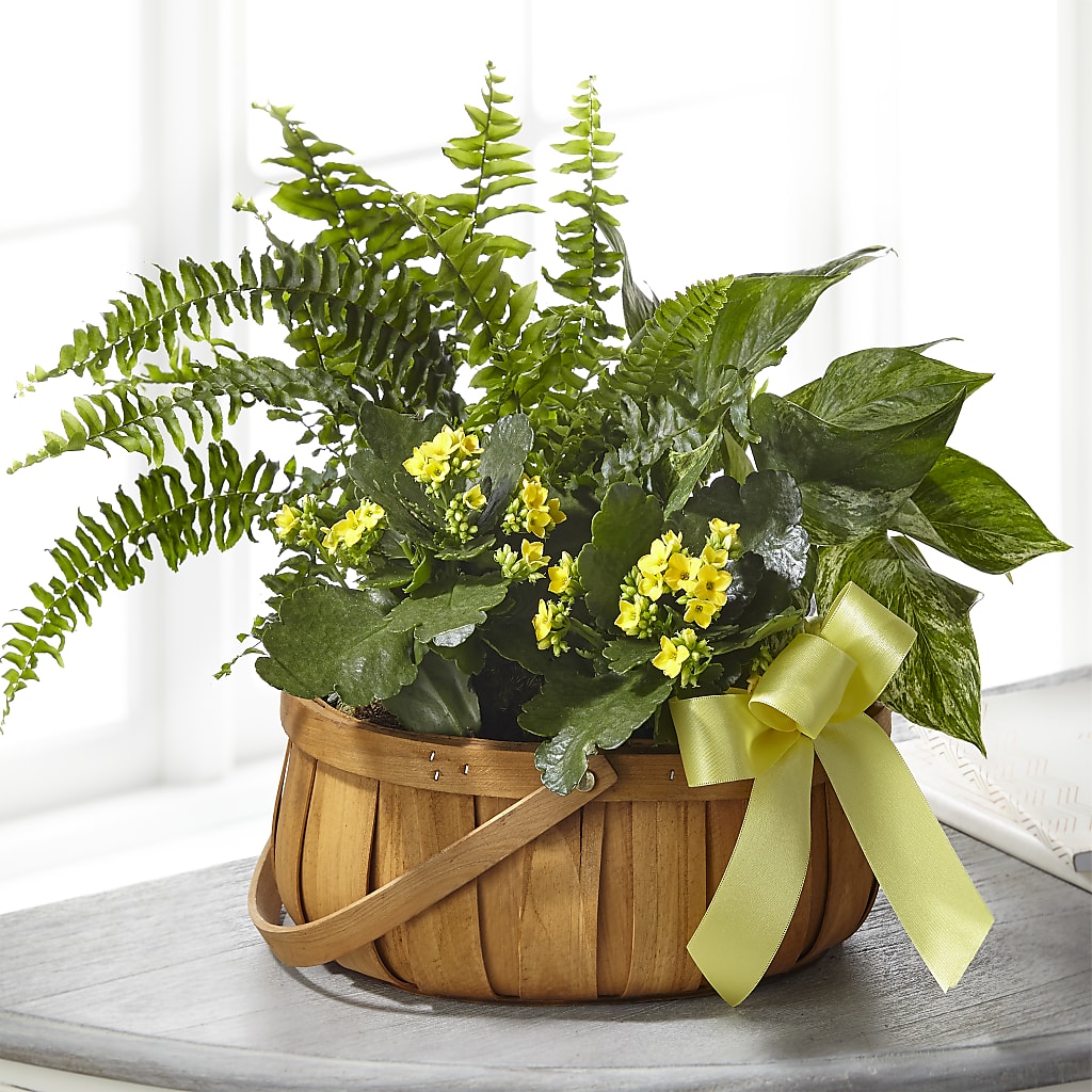 Always Dear Dishgarden – BELLE FLEURS & DESSINS, Lexington KY