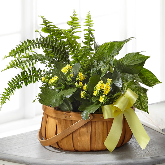 Always Dear Dishgarden – BELLE FLEURS & DESSINS, Lexington KY