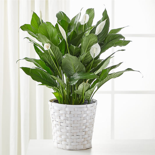 A New Leaf Peace Lily – BELLE FLEURS & DESSINS, Lexington KY