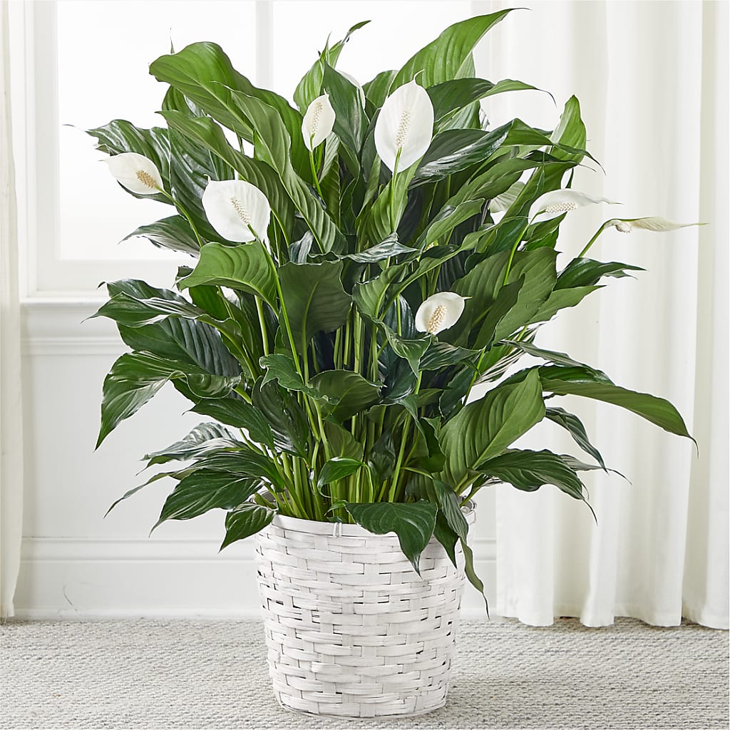 A New Leaf Peace Lily – BELLE FLEURS & DESSINS, Lexington KY