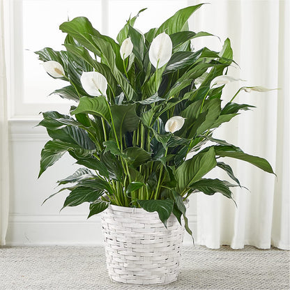 A New Leaf Peace Lily – BELLE FLEURS & DESSINS, Lexington KY