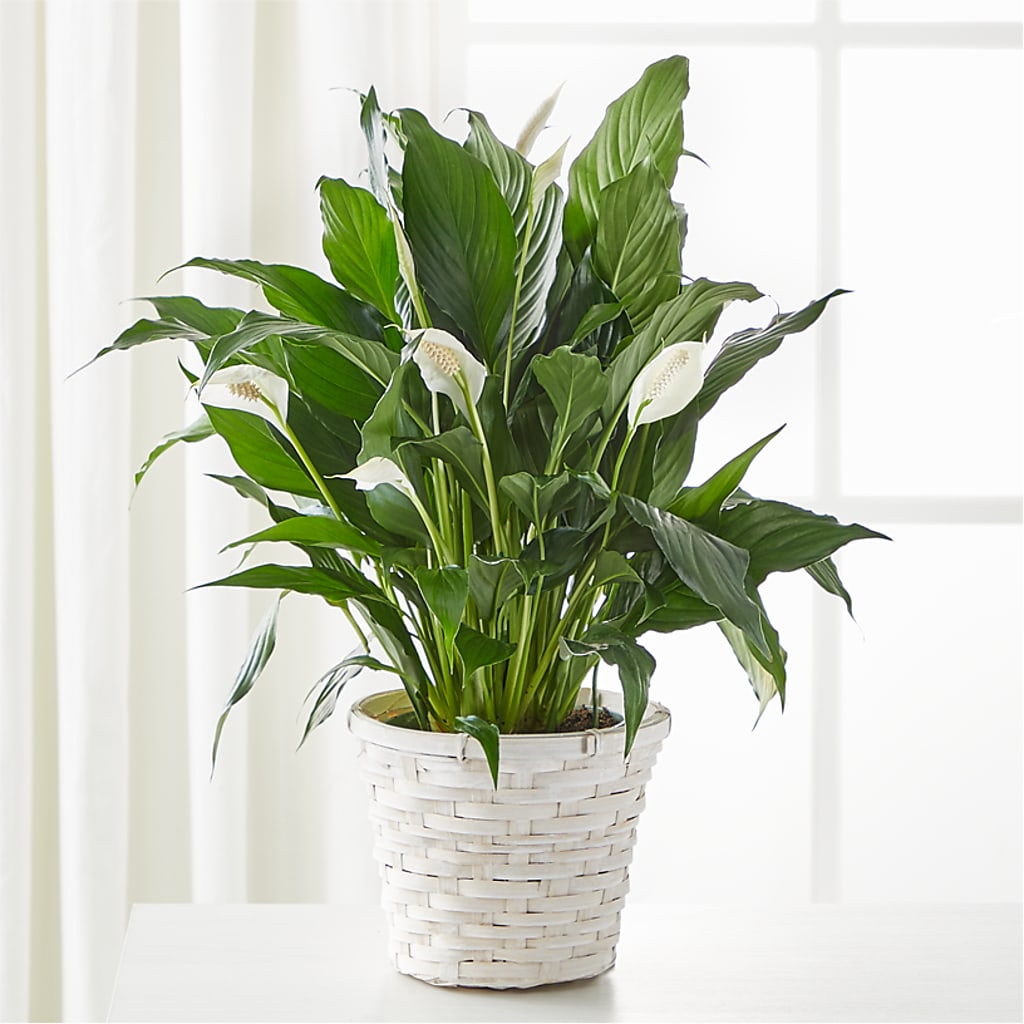 A New Leaf Peace Lily – BELLE FLEURS & DESSINS, Lexington KY