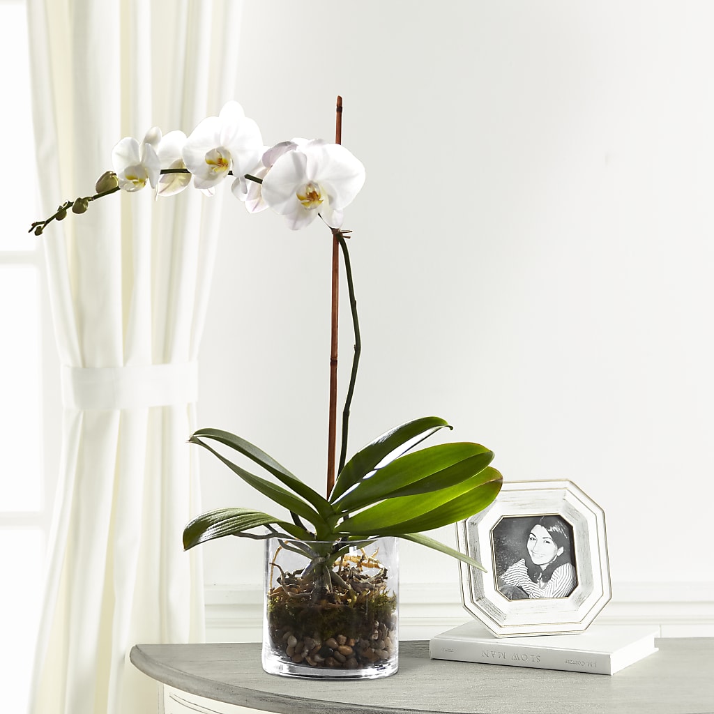 White Orchid Planter – BELLE FLEURS & DESSINS, Lexington KY