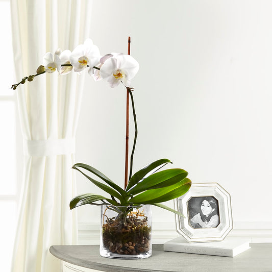 White Orchid Planter – BELLE FLEURS & DESSINS, Lexington KY
