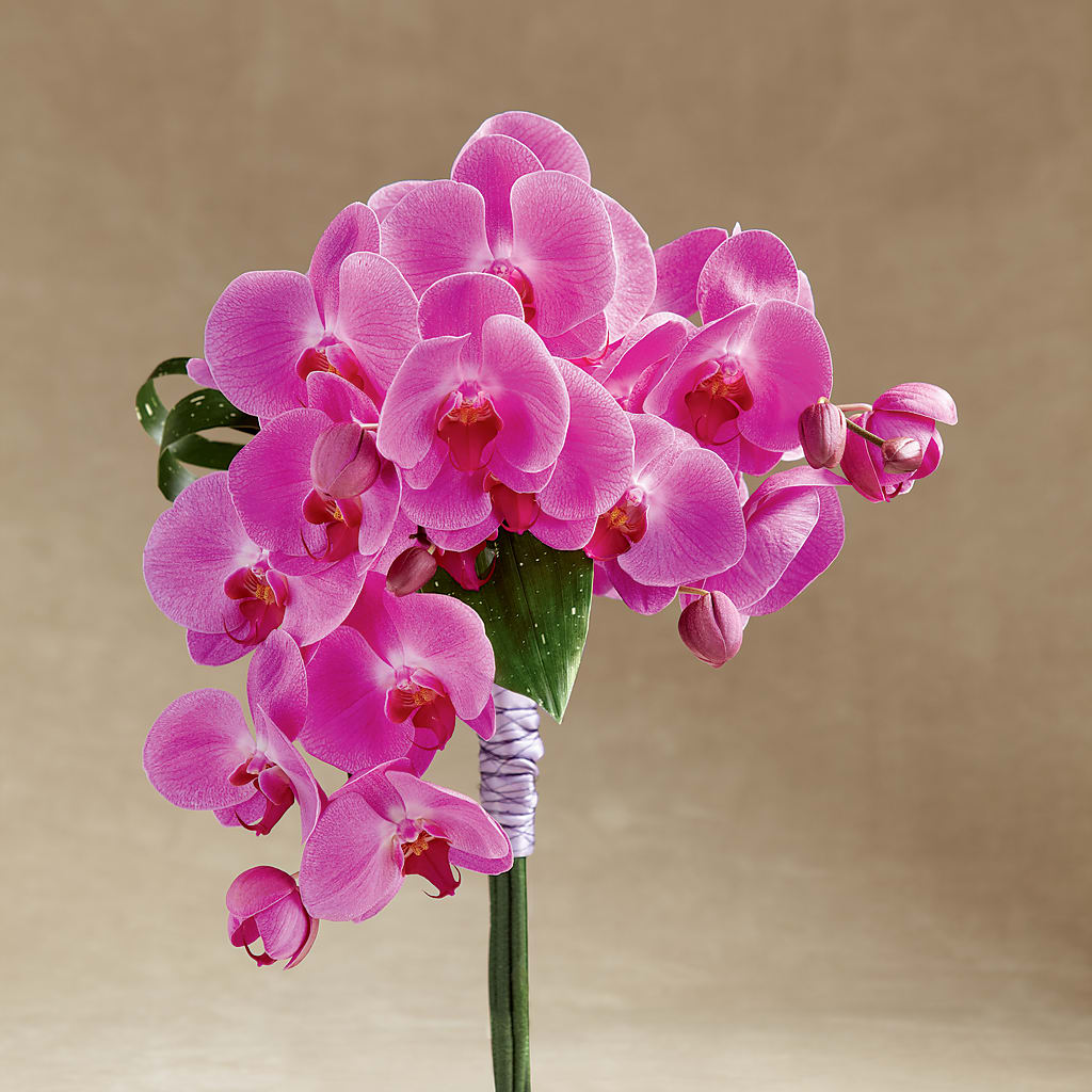 Glorious Bouquet – BELLE FLEURS & DESSINS, Lexington KY